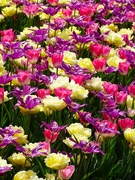 22nd Apr 2023 - Tulip Frenzy