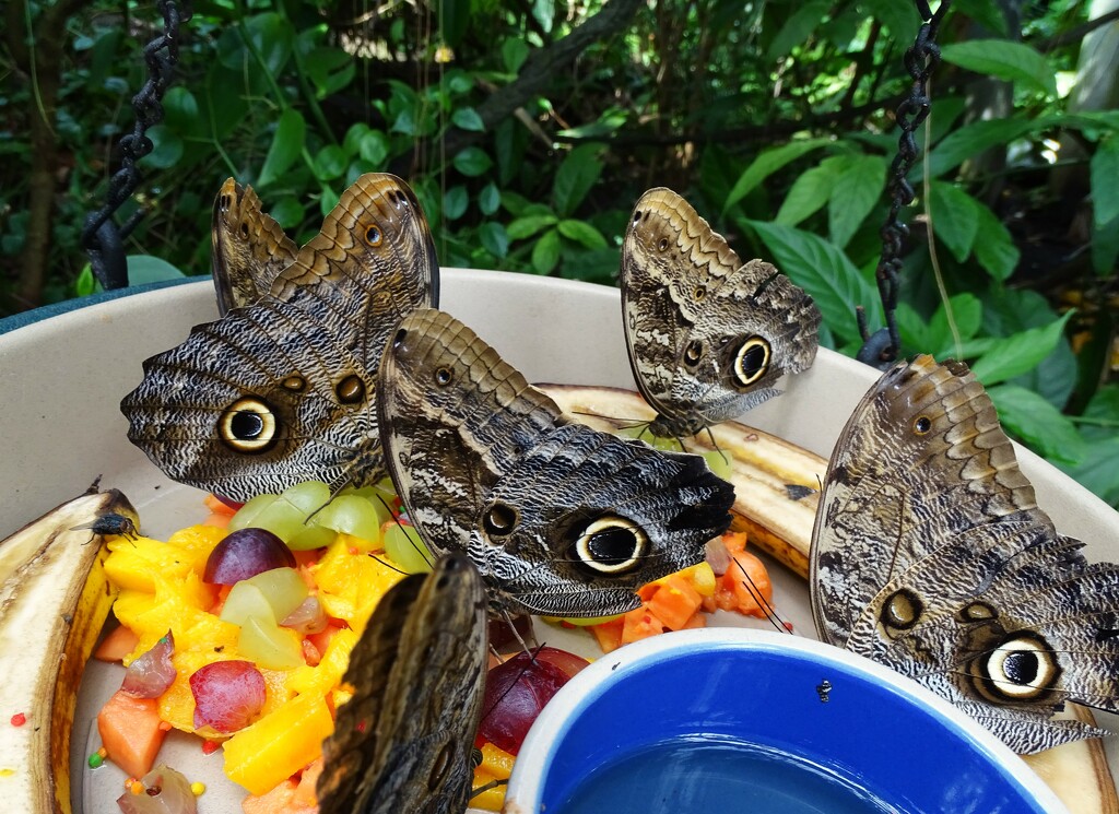 Butterfly Release at The Botanical Garden by brillomick