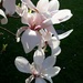 Magnolia by ivanc