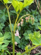 22nd Apr 2023 - Dicentra