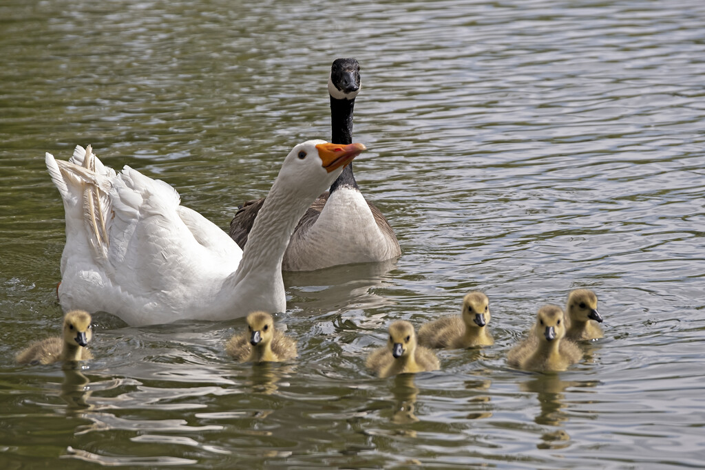 Swimming lessons by helenhall