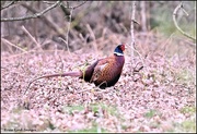 24th Apr 2023 - Isn't he  a lovely looking pheasant