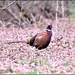 Isn't he  a lovely looking pheasant by rosiekind