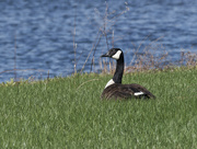 24th Apr 2023 - Canada goose in the grass by the lake