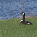 Canada goose in the grass by the lake by rminer