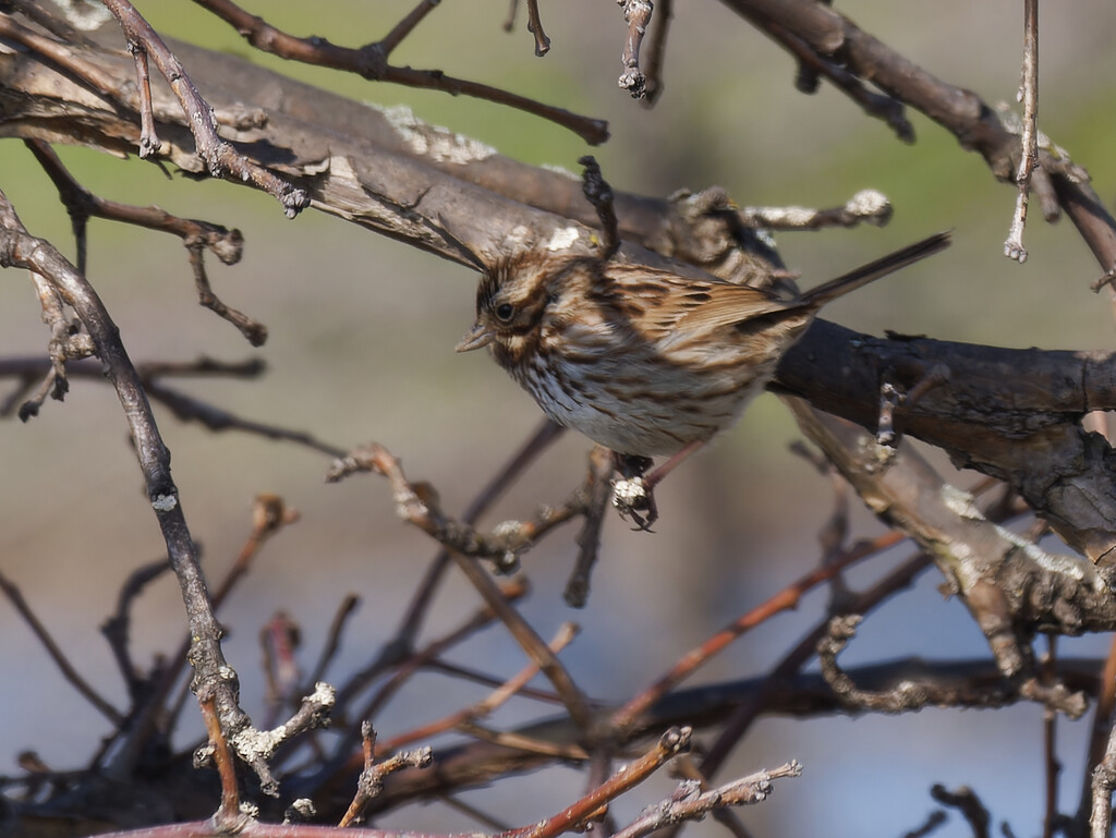 song sparrow framed in shadows by rminer