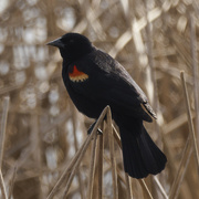 24th Apr 2023 - red-winged blackbird