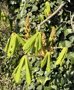 24th Apr 2023 - Horse Chestnut Buds and Leaves