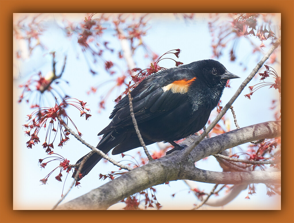 Redwing Blackbird in Tree by gardencat