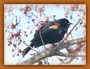 24th Apr 2023 - Redwing Blackbird in Tree