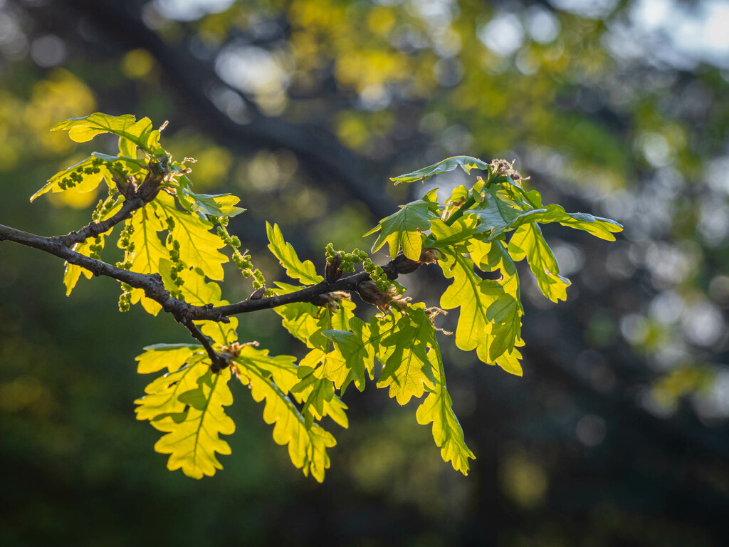 Young oak leaves by haskar