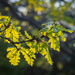 Young oak leaves by haskar