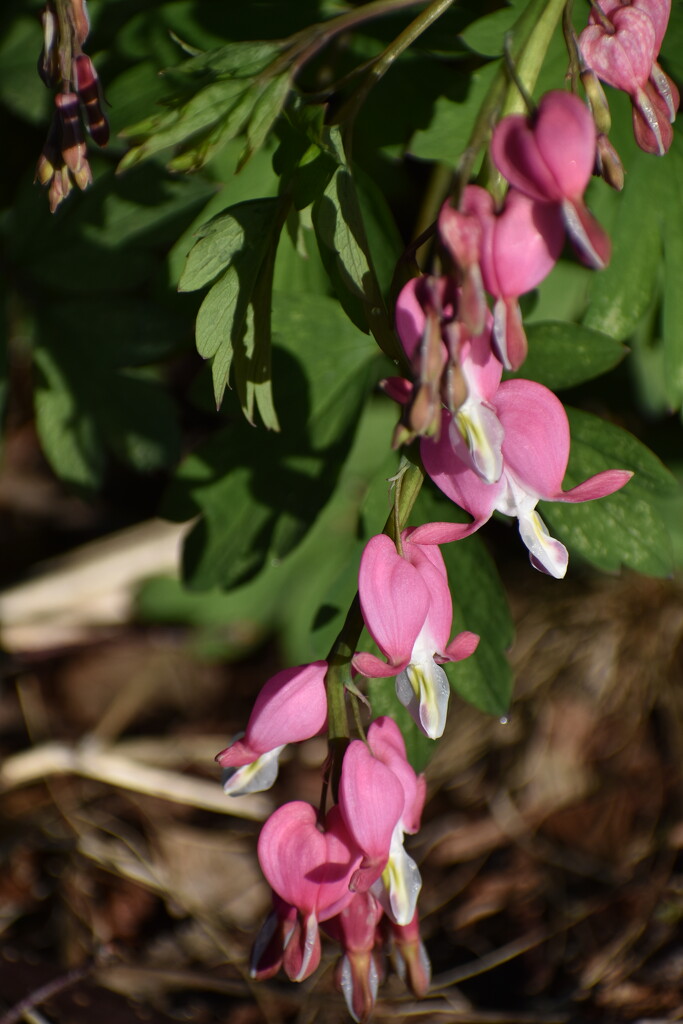 Bleeding Hearts Are Blooming by lisab514