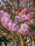 24th Apr 2023 - The blossom