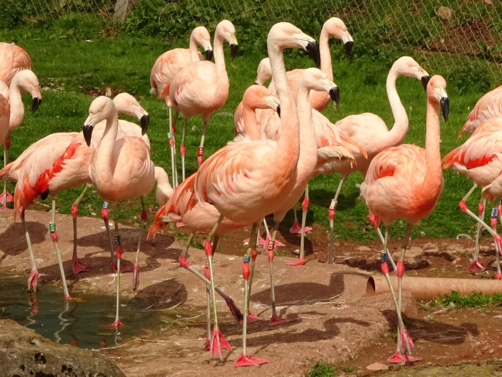 flamingos - or nothing by anniesue