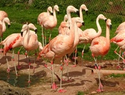 24th Apr 2023 - flamingos - or nothing