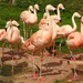 flamingos - or nothing by anniesue