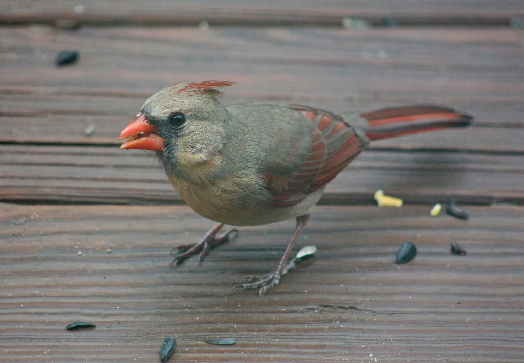 Female Cardinal  by paintdipper