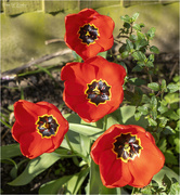 24th Apr 2023 - Open Tulips