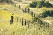 25th Apr 2023 - Meadowlark on a Fence 