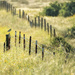 Meadowlark on a Fence  by jgpittenger