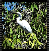 25th Apr 2023 -  White Heron In The Tallest Tree ~ 