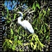  White Heron In The Tallest Tree ~  by happysnaps