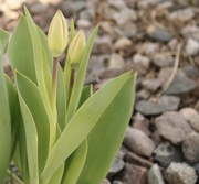 24th Apr 2023 - Tulips in my front yard