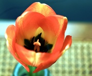 24th Apr 2023 - Lonely Tulip