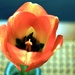 Lonely Tulip by corinnec