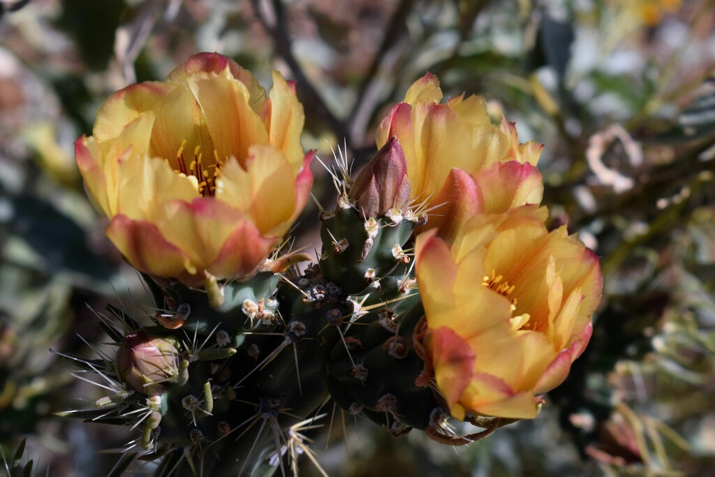 Cholla cactus flowers by sandlily