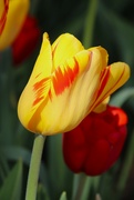 11th Apr 2023 - Yellow With Red