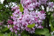 13th Apr 2023 - Lilacs