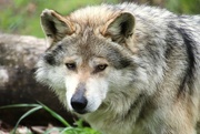 19th Apr 2023 - The Alpha Wolf