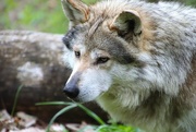 20th Apr 2023 - Mexican Gray Wolf Up Close