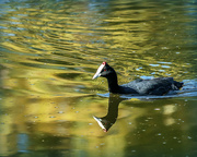 25th Apr 2023 - Red knobbed Coot