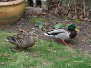 21st Apr 2023 - Ducky Visits