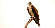 24th Apr 2023 - The Osprey, Keeping an Eye on Me!