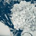 Hydrangea in vase by brigette