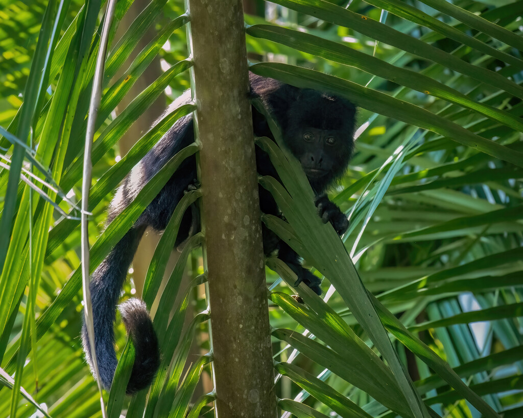 Yucatán Black Howler Monkey by nicoleweg