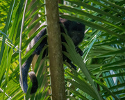 24th Apr 2023 - Yucatán Black Howler Monkey