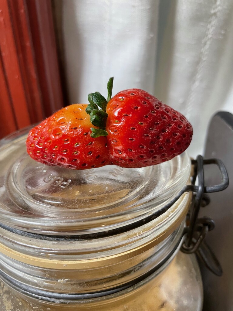 conjoined strawberry by margonaut