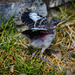 2022-07- Lago Vista TX bird chick 63-Edit by jeffjones