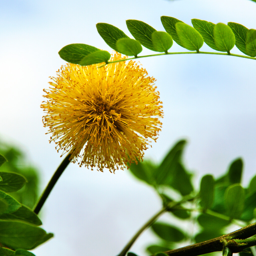 Littleleaf leadtree  by eudora