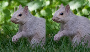 24th Apr 2023 - Squirrel comparison