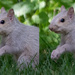 Squirrel comparison by jeffjones