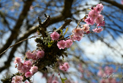 24th Apr 2023 - ~Cherry Blossoms~