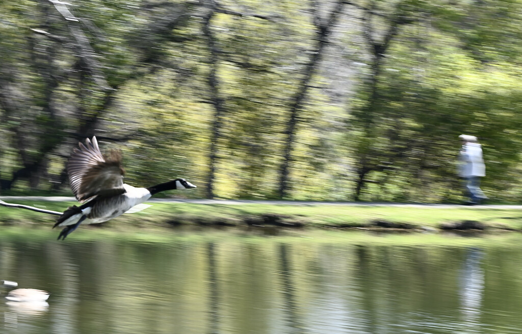 Coming in for a Landing by ososki