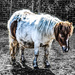 Little pony by stuart46
