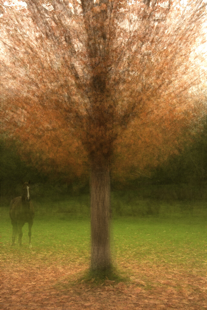 Autumn Colour by nickspicsnz